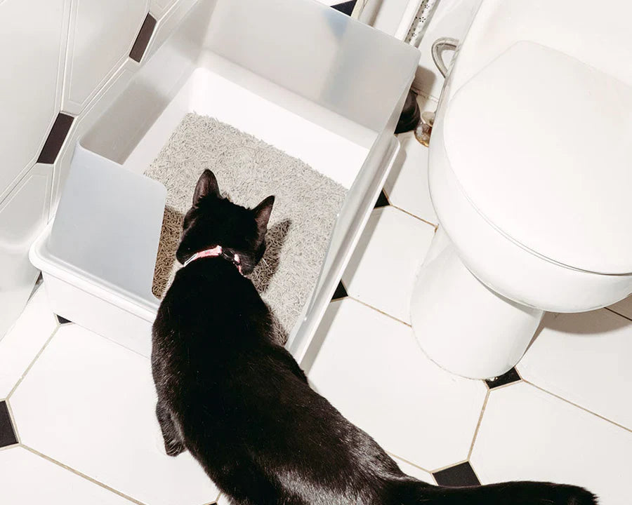 How Tofu Litter Can Transform Your Cat’s Bathroom Experience