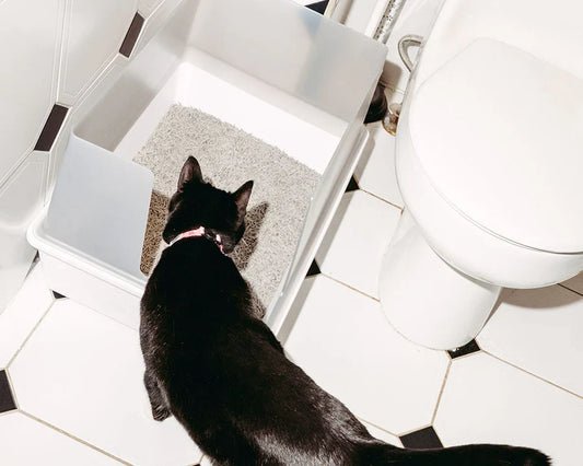How Tofu Litter Can Transform Your Cat’s Bathroom Experience