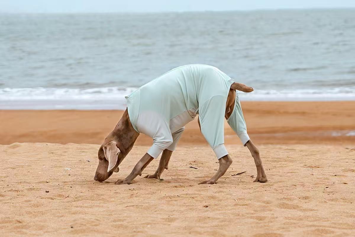 Dog Sun Protection Top for Large Breeds