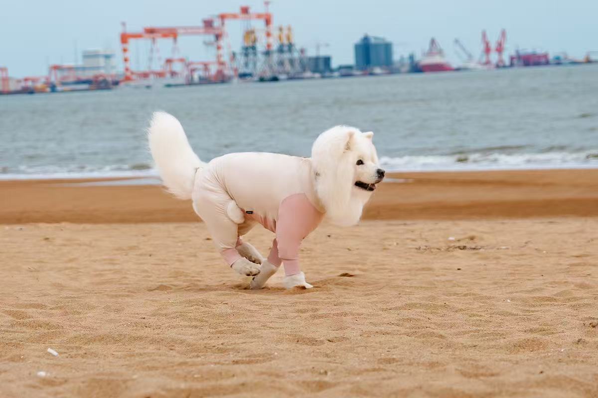 Dog Sun Protection Top for Large Breeds